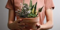 Beautiful indoor plants as a gift, New hobby during the pandemic lockdown.