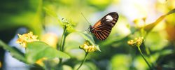 Orange butterfly sitting on a flower.